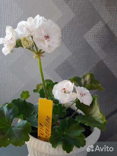 Герань пеларгония в горшке