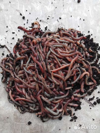 Черви для рыбалки