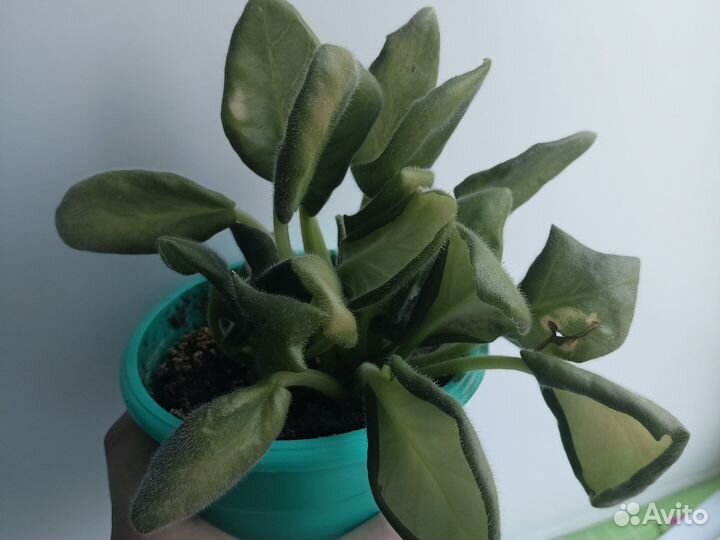 Фиалка белая