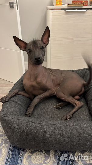 Вязка собак