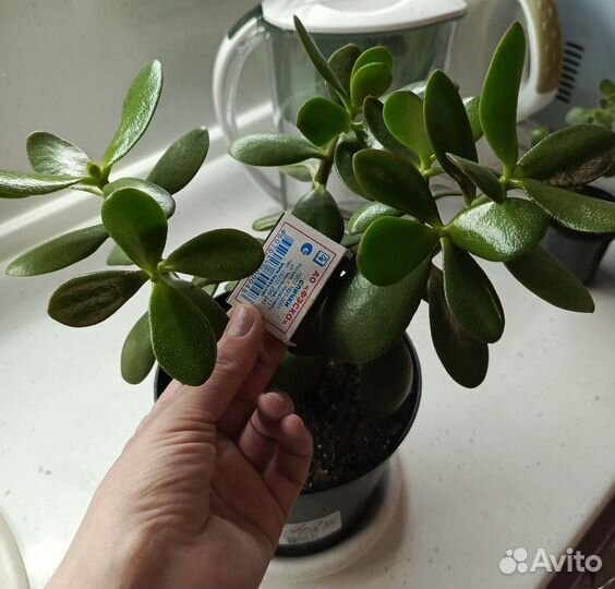 Крассула толстянка 