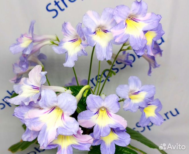 Стрептокарпусы