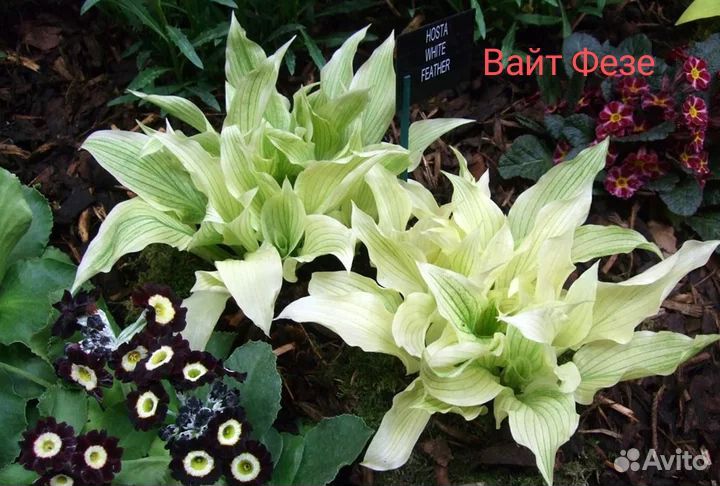 Хоста, корни