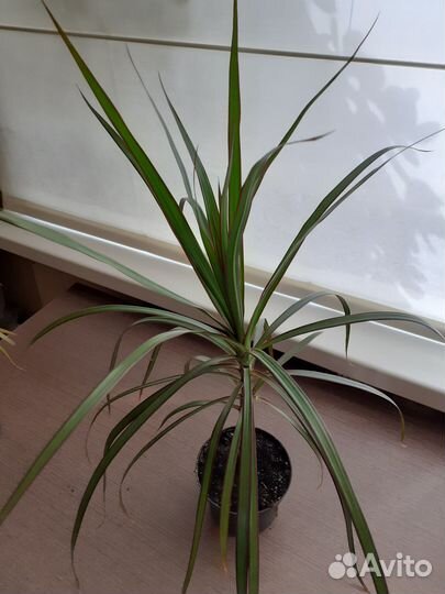 Комнатные цветы драцена