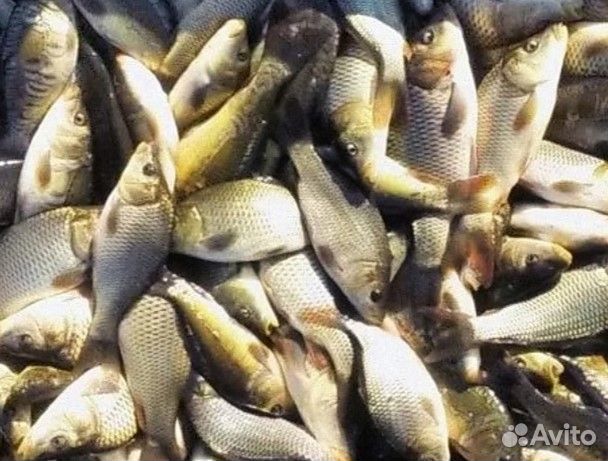 Карп для зарыбления