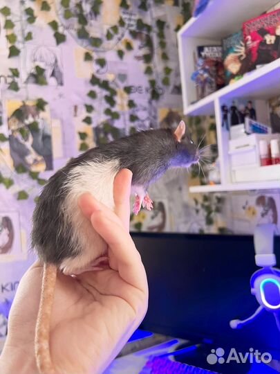 Декоративная крыса