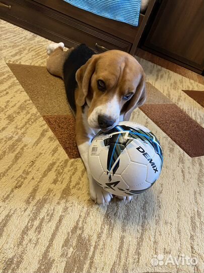 Бигль вязка