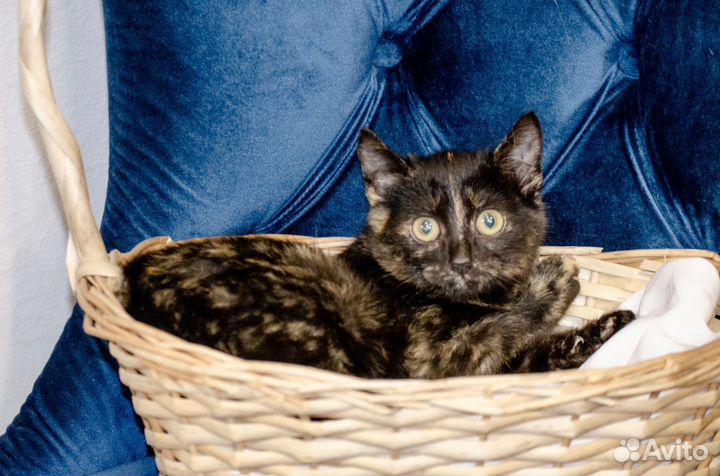 Котята в добрые руки 2 месяца