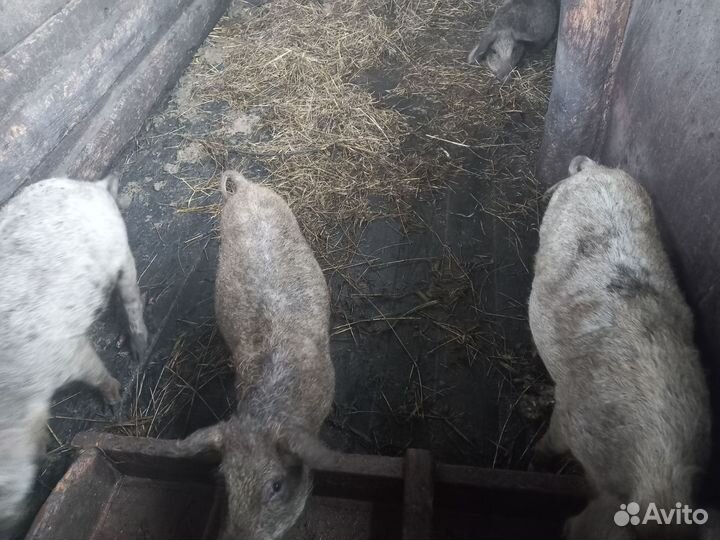 Поросята венгерской мангалицы