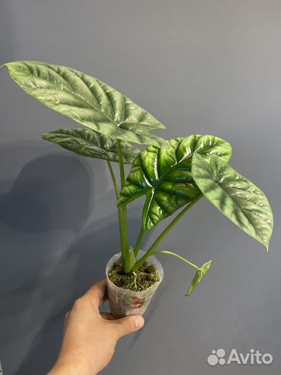 Алоказия синуата