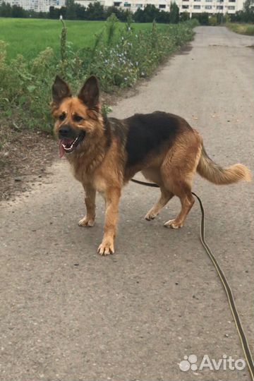 Овчарка помесь