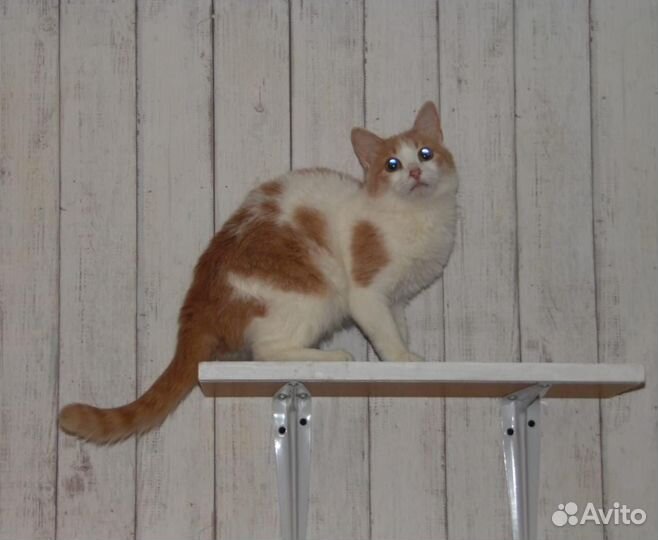 Зайка в семью