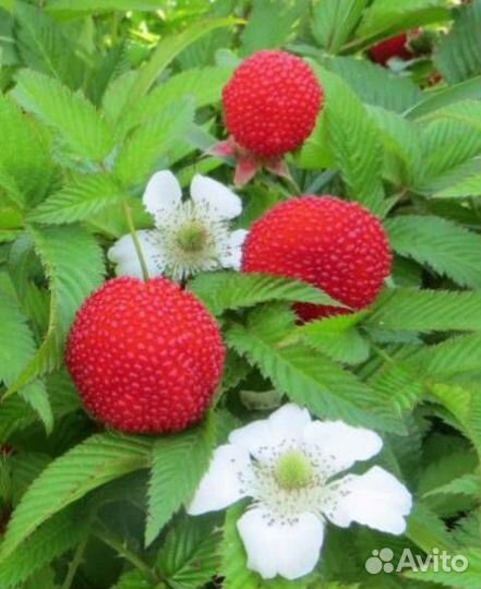 Тибетская малина,Сумах, Ремонт.земляника,Клубника