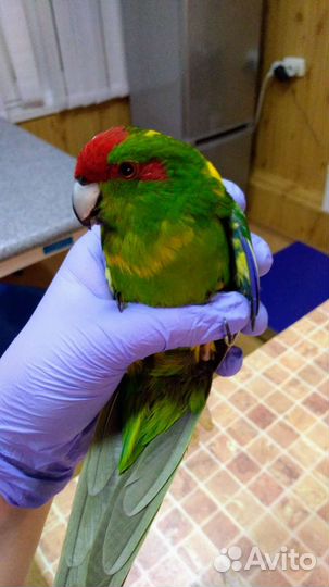 Ветеринарный врач для птиц, грызунов и рептилий