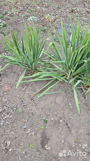 Юкка и плющ для альпийской горки, Спатифиллум