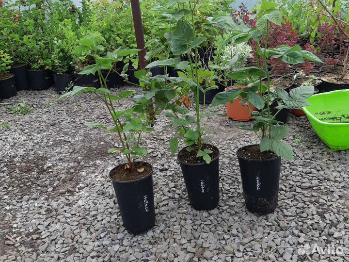 Саженцы с закрытым корнем в контейнерах