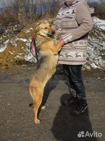 Манечке нужен дом. Приют Спас