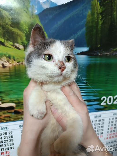 Кошечка стерилизованная