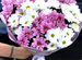 Хризантемы Цветы Букет хризантем Доставка цветов