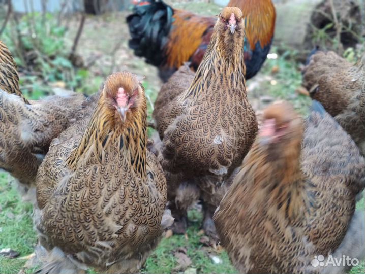 Инкубационное яйцо брама куропатчатая