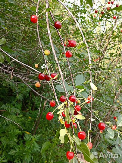 Войлочная вишня