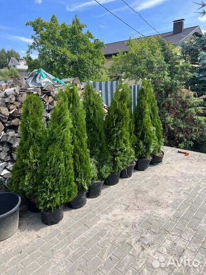 Туя смарагд