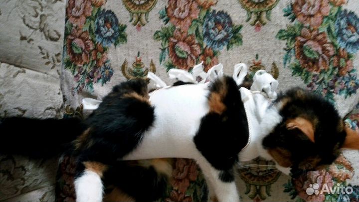 Попона для кошки послеоперационная