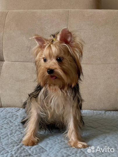 Девочка йорка