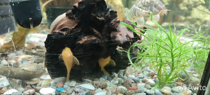 Сомики анциструсы