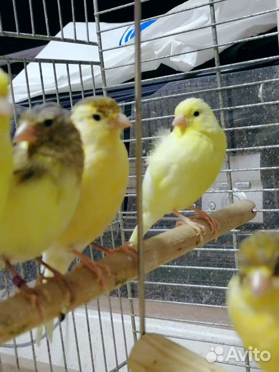 Канарейки и кенары