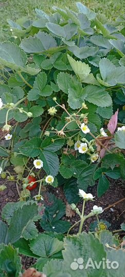 Клубника Остара