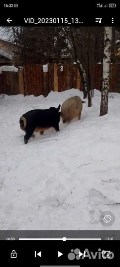 Поросята Мангалица