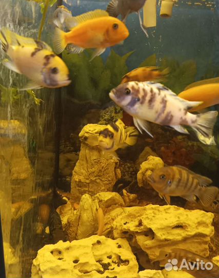 Астронотус. Аквариум