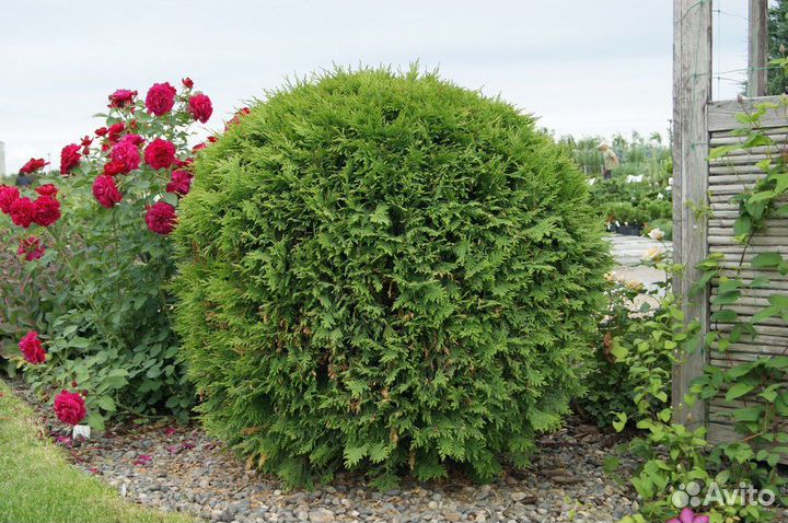 Туя западная Вудварди