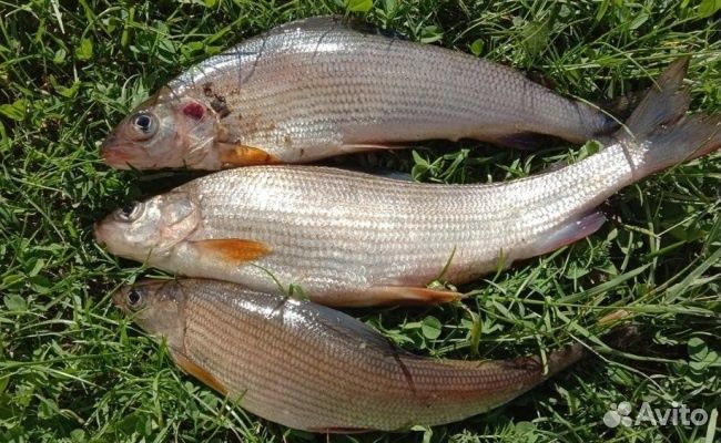 Хариус слабо солёный