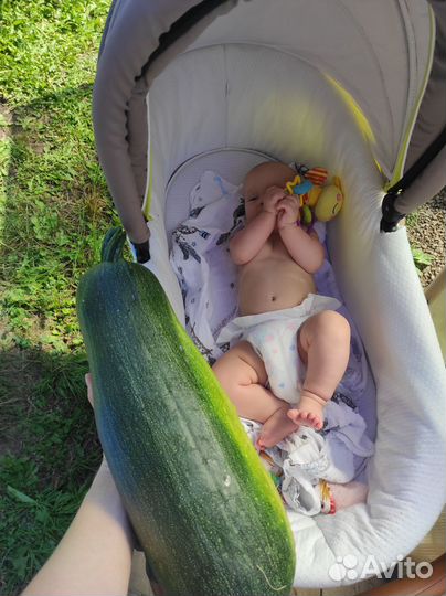 Коляска 3 в 1 tutis zippy orbit