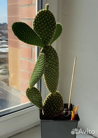 Кактус опунция