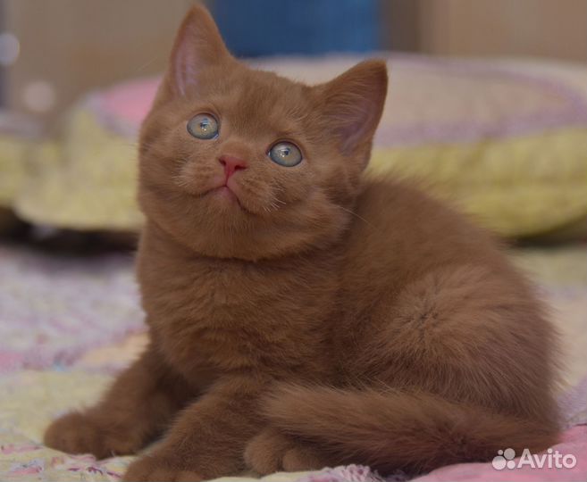 Британские котята