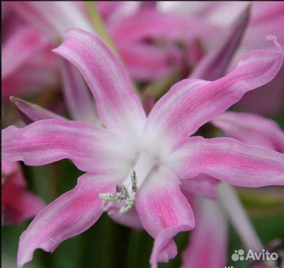 Амарины луковицы