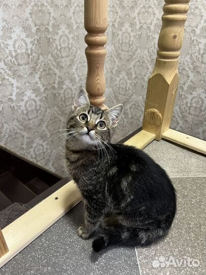 Котенок бесплатно
