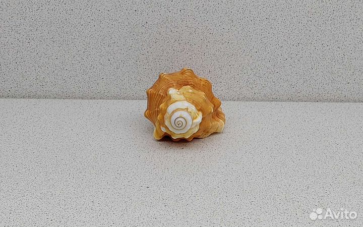 Циматиум Пурам 9,3 морская ракушка раковина