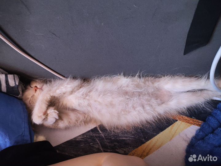 Котёнок Мэйнкун