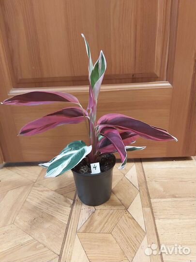 Строманта триостар