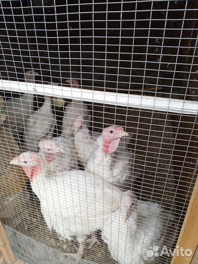 Индюки биг 6 хайбрид тяжёлый крос