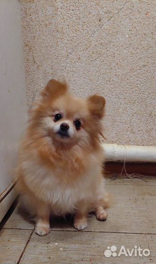 Померанский шпиц девочка