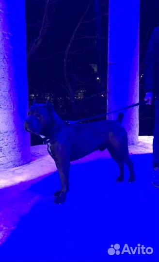 Кане Корсо (вязка)