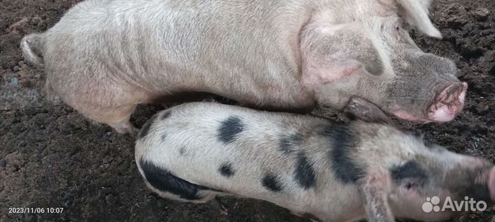 Поросята ландрас пьетрен