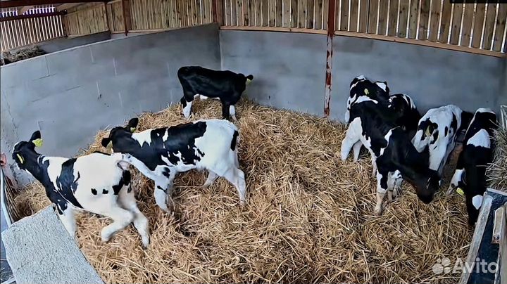 Телята бычки