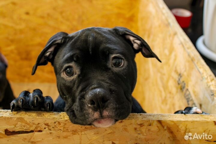 Американский булли покет щенок