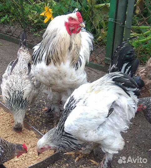 Петух брама